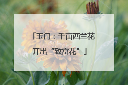 玉门：千亩西兰花开出“致富花”