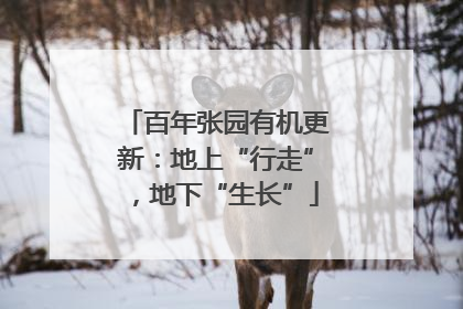 百年张园有机更新：地上“行走”，地下“生长”