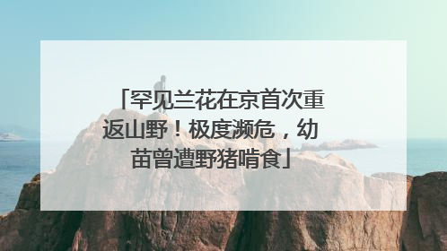 罕见兰花在京首次重返山野！极度濒危，幼苗曾遭野猪啃食