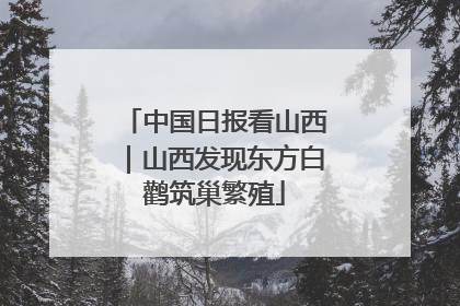中国日报看山西｜山西发现东方白鹳筑巢繁殖
