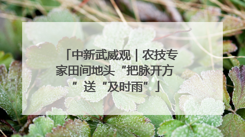 中新武威观｜农技专家田间地头“把脉开方”送“及时雨”