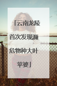 云南龙陵首次发现濒危物种大叶苹婆