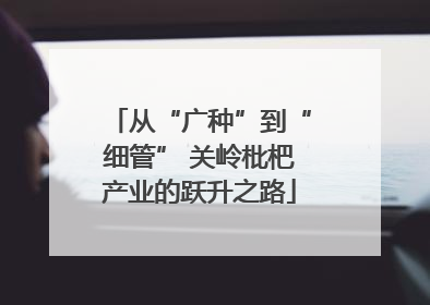 从“广种”到“细管” 关岭枇杷产业的跃升之路