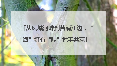 从凤城河畔到黄浦江边，“海”好有“陵”携手共赢