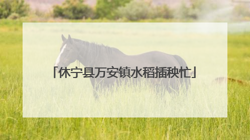休宁县万安镇水稻插秧忙