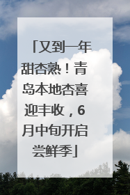 又到一年甜杏熟！青岛本地杏喜迎丰收，6月中旬开启尝鲜季