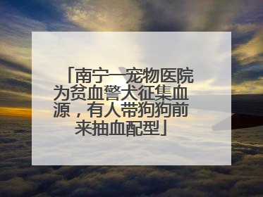 南宁一宠物医院为贫血警犬征集血源，有人带狗狗前来抽血配型