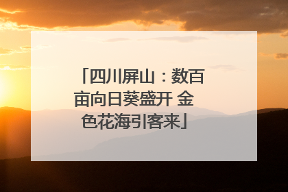 四川屏山：数百亩向日葵盛开 金色花海引客来