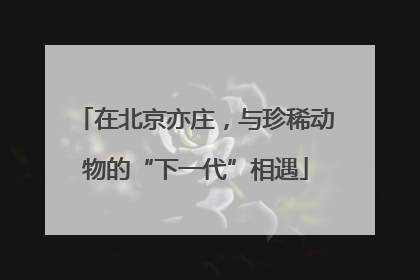 在北京亦庄，与珍稀动物的“下一代”相遇
