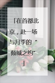 在首都北京，赴一场与月季的“倾城之约”