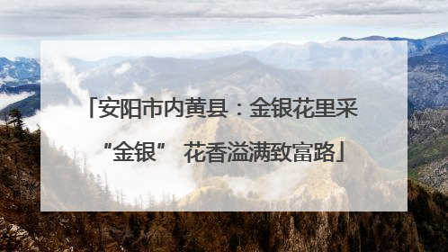 安阳市内黄县：金银花里采“金银” 花香溢满致富路