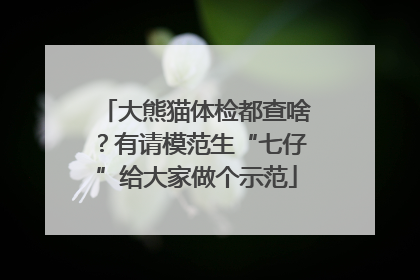 大熊猫体检都查啥？有请模范生“七仔”给大家做个示范
