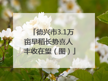 德兴市3.1万亩早稻长势喜人 丰收在望（图）