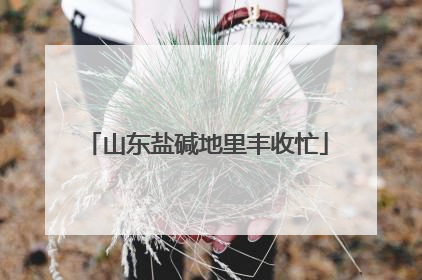 山东盐碱地里丰收忙