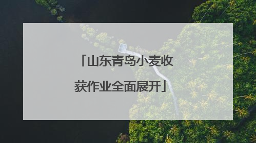 山东青岛小麦收获作业全面展开
