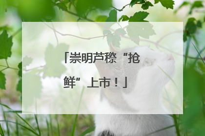 崇明芦穄“抢鲜”上市！