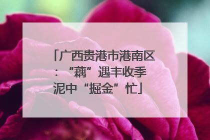 广西贵港市港南区：“藕”遇丰收季 泥中“掘金”忙