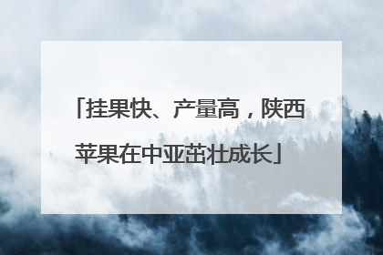 挂果快、产量高，陕西苹果在中亚茁壮成长