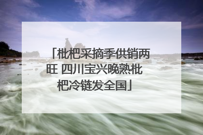 枇杷采摘季供销两旺 四川宝兴晚熟枇杷冷链发全国