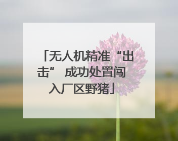 无人机精准“出击” 成功处置闯入厂区野猪