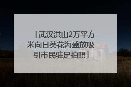 武汉洪山2万平方米向日葵花海盛放吸引市民驻足拍照