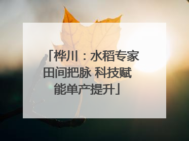 桦川：水稻专家田间把脉 科技赋能单产提升