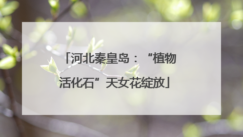 河北秦皇岛：“植物活化石”天女花绽放