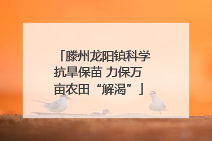 滕州龙阳镇科学抗旱保苗 力保万亩农田“解渴”