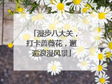 漫步八大关，打卡蔷薇花，邂逅浪漫风景