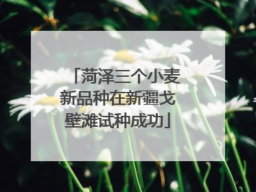 菏泽三个小麦新品种在新疆戈壁滩试种成功