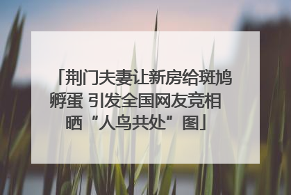 荆门夫妻让新房给斑鸠孵蛋 引发全国网友竞相晒“人鸟共处”图