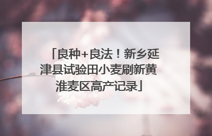 良种+良法！新乡延津县试验田小麦刷新黄淮麦区高产记录