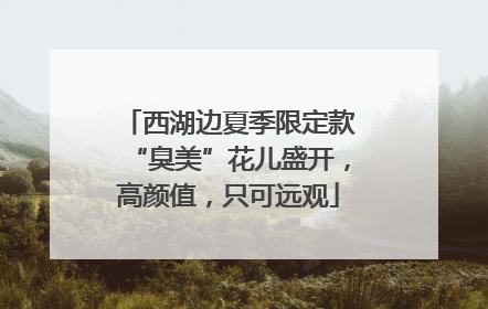 西湖边夏季限定款“臭美”花儿盛开，高颜值，只可远观