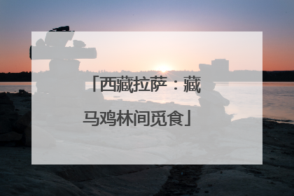 西藏拉萨：藏马鸡林间觅食