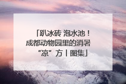 趴冰砖 泡水池！成都动物园里的消暑“凉”方丨图集