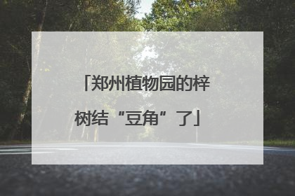 郑州植物园的梓树结“豆角”了
