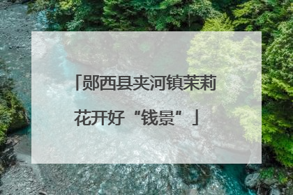 郧西县夹河镇茉莉花开好“钱景”