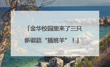 金华校园里来了三只新疆籍“插班羊”！