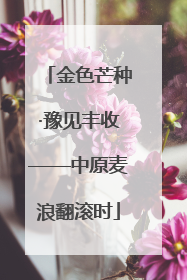 金色芒种·豫见丰收——中原麦浪翻滚时